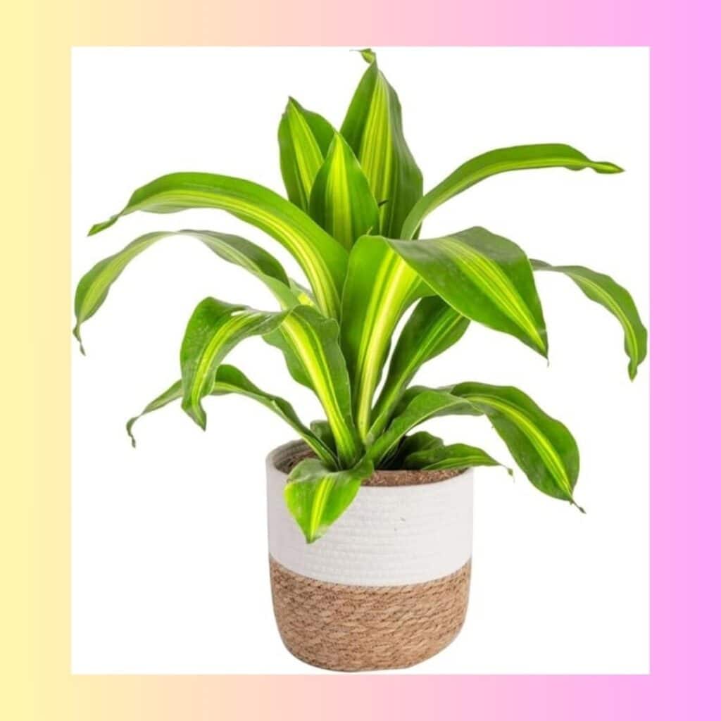 plant, Costa Farms, garden, gardening