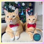 30 Chewy eGift Card deal