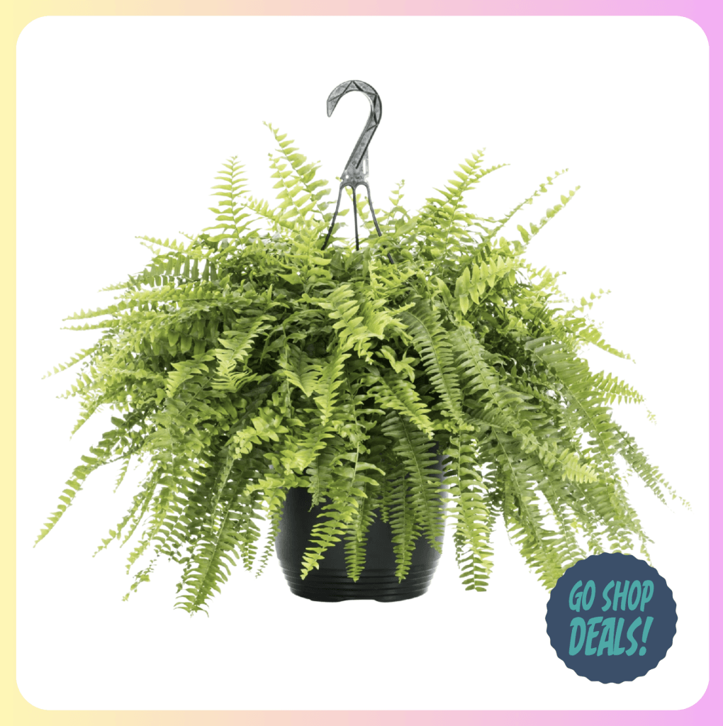 Walmart Live Boston Ferns