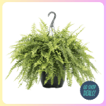 Walmart Live Boston Ferns