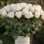 Sam's Club Roses deal Valentine's Day