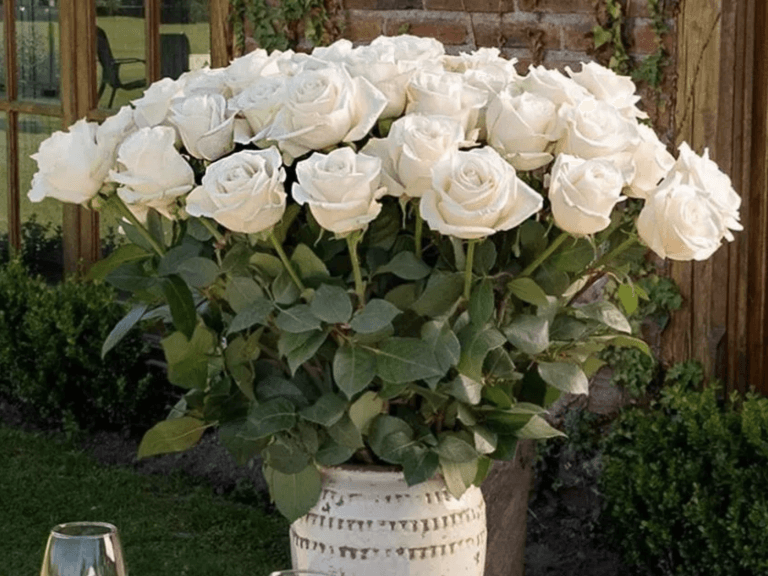 50 Roses Under $50 Now at Sam's Club! | Ships FREE for Plus Members 2 Sam's Club Roses deal Valentine's Day